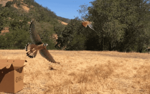 Releasing American kestrels into the wild