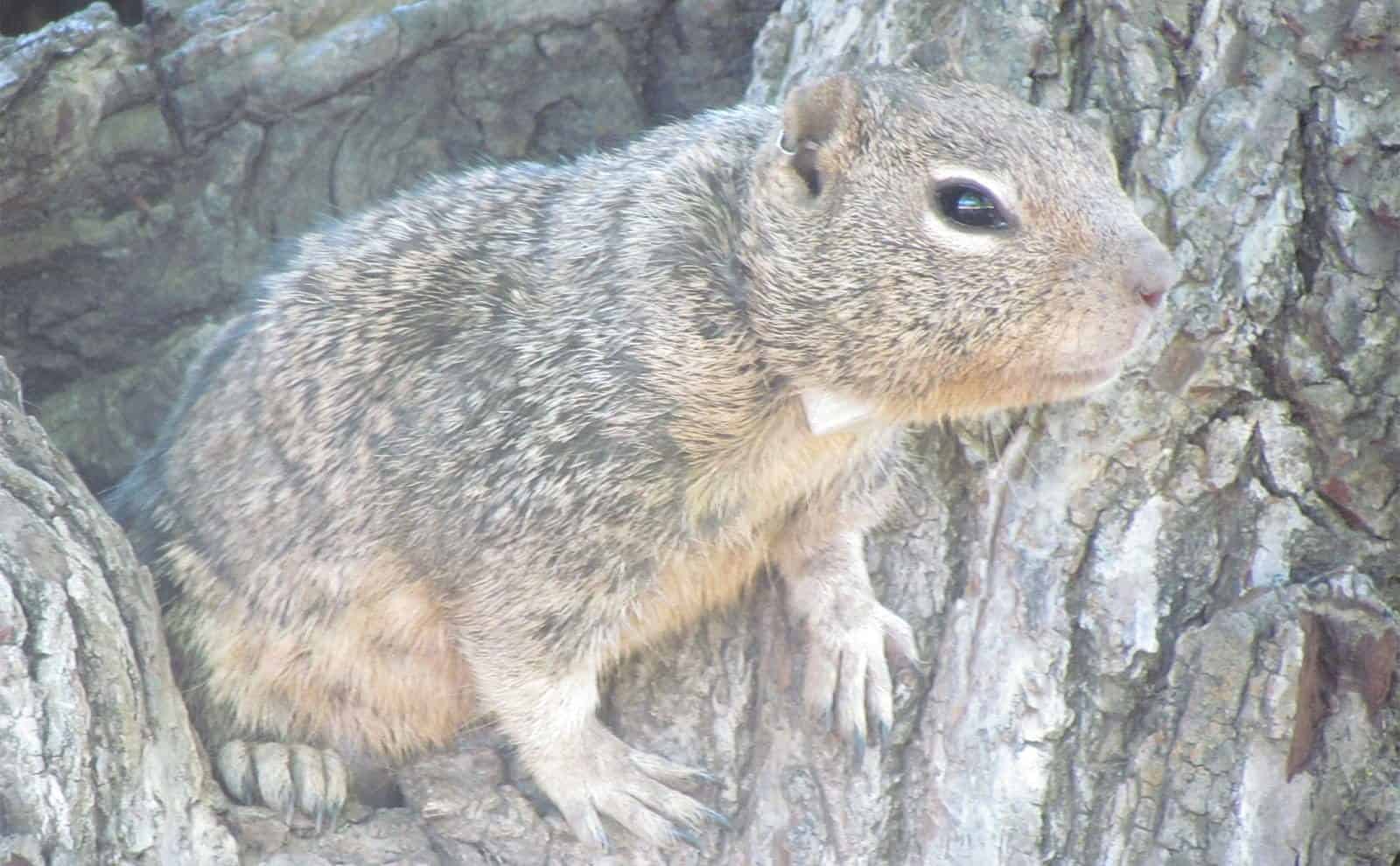 squirrel perched on a tree