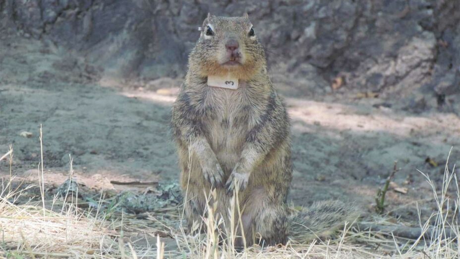 a squirrel wearing a tracking collar