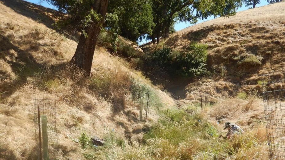 a stewardship volunteer caring for native plantings at the Ang property