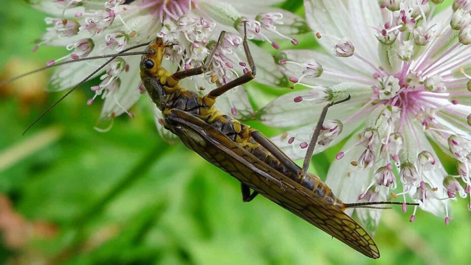 a stonefly