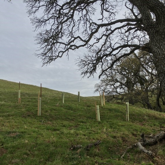 Protected oaks