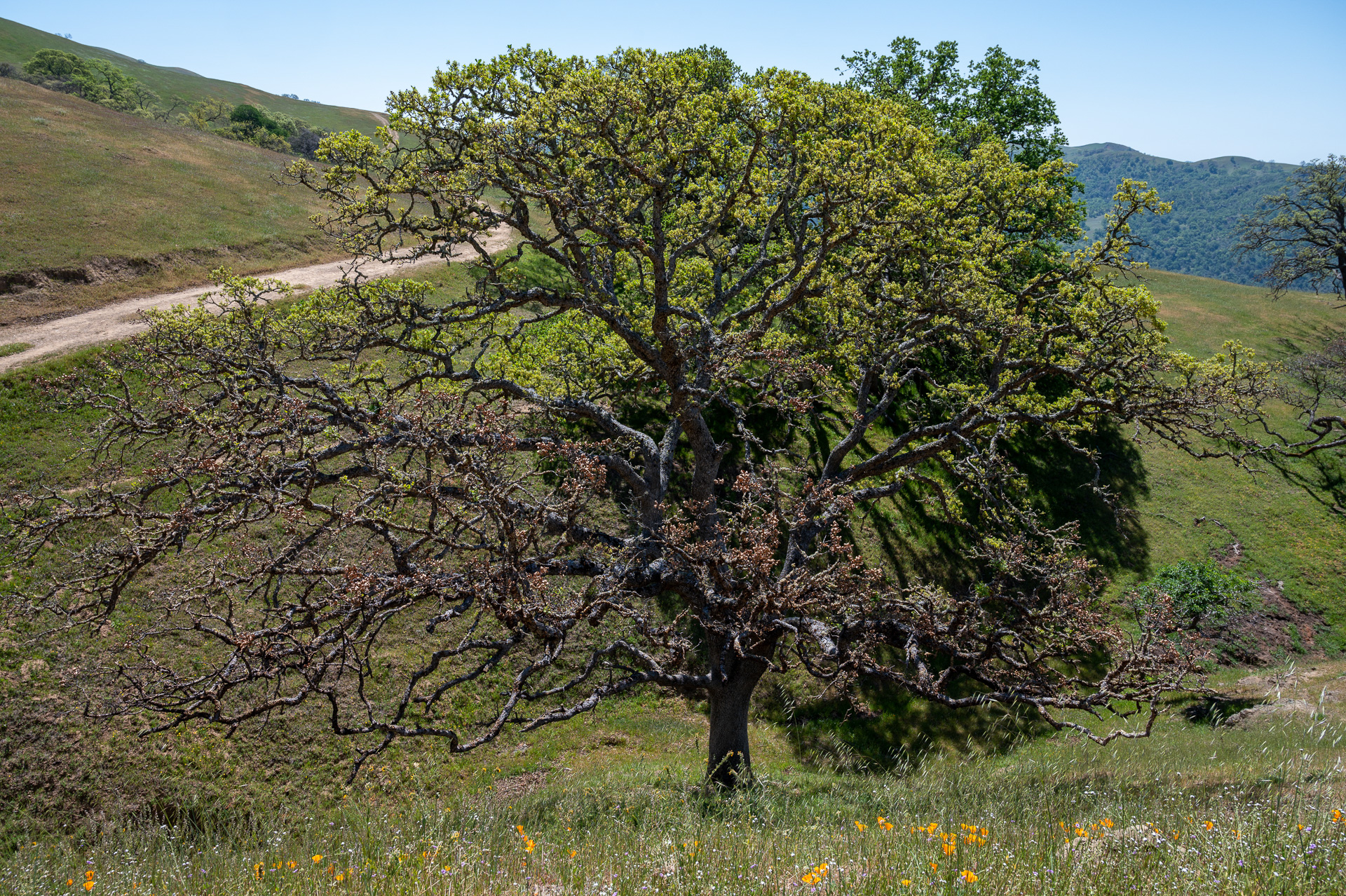Scorched oak