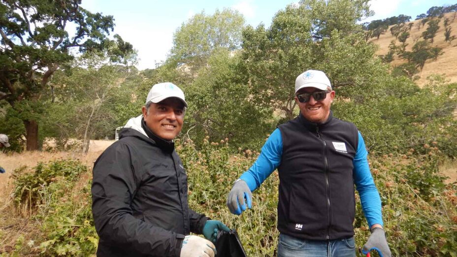 volunteers removing the invasive milk thistle at Big Bend