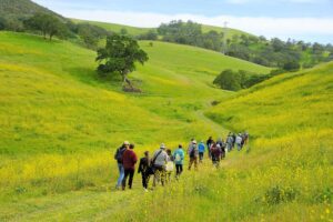 People hiking along a trail surrounded by green hills covered in yellow flowers