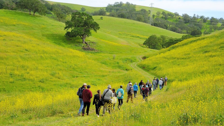 People hiking along a trail surrounded by green hills covered in yellow flowers
