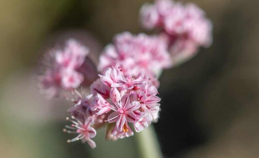 Mount Diablo Buckwheat