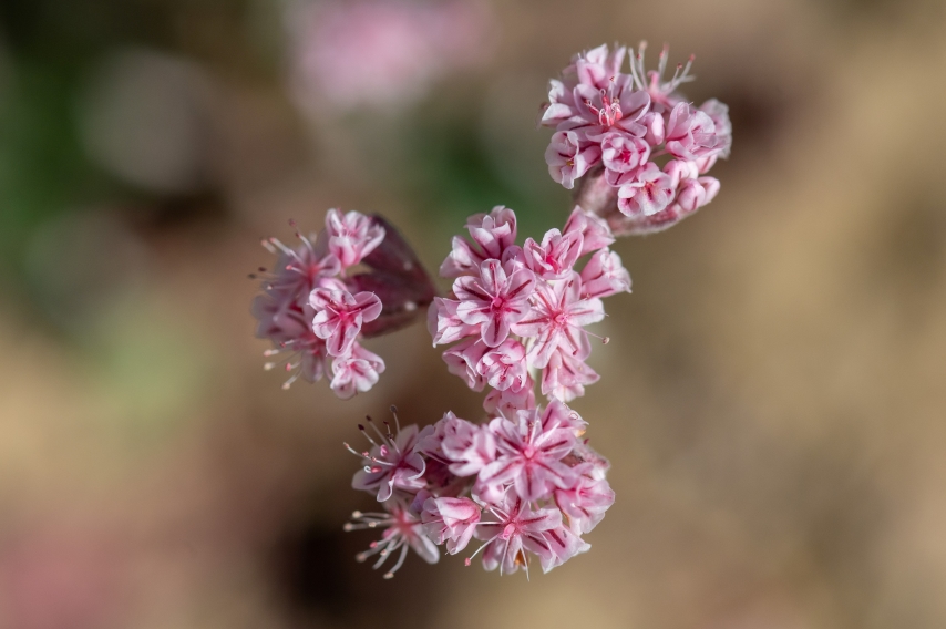 Mount Diablo Buckwheat