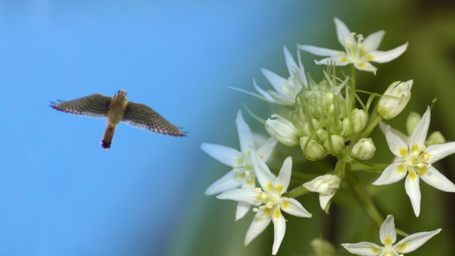 American kestrel with star lily