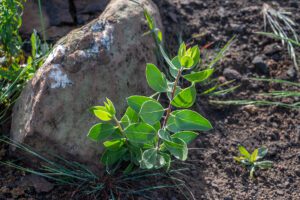 small manzanita sprout next to a large rock