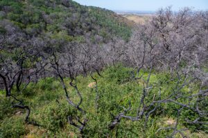 A grove of scrub oak trees viewed from above