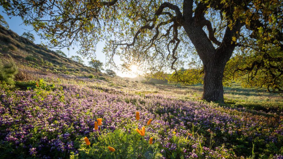 Wildflowers on Mount Diablo