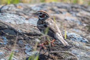 close up of a lark sparrow standing on the ground
