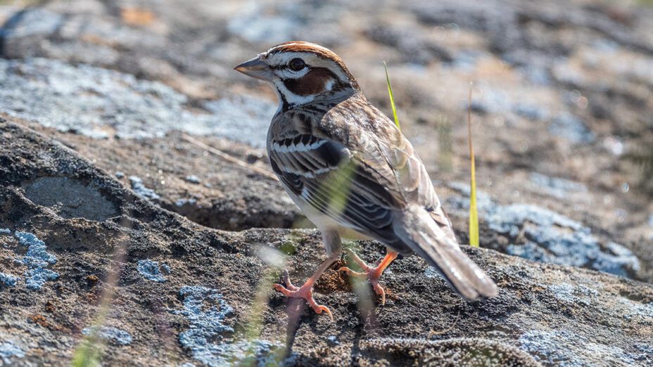 Lark Sparrow