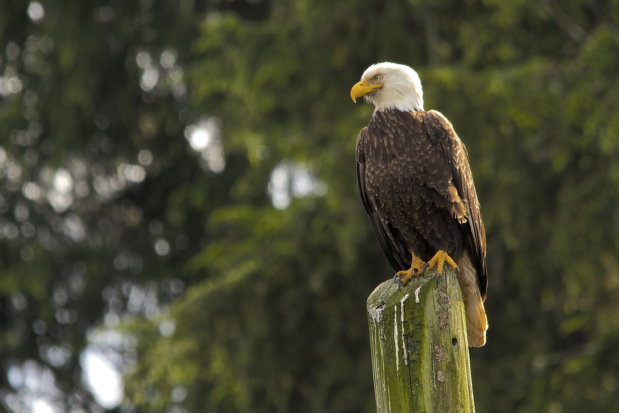 Perched bald eagle