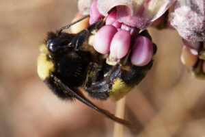 large bumblebee on a milkweed flower