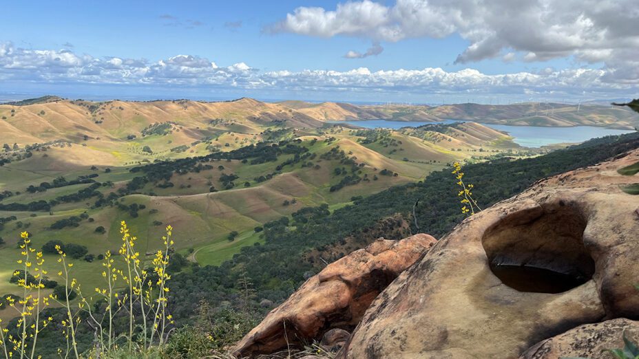 flowers in the foreground with a view of hills and water in the background