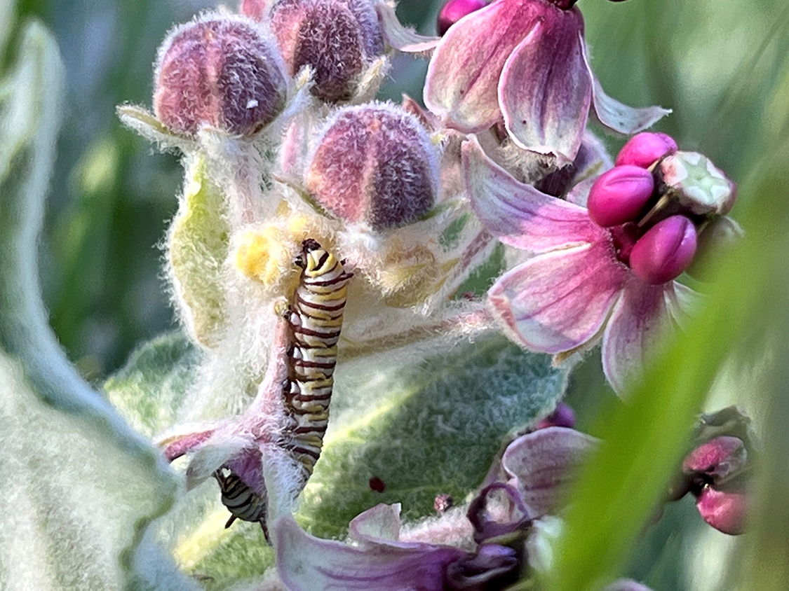 monarch caterpillar nestled amongst large milkweed flowers