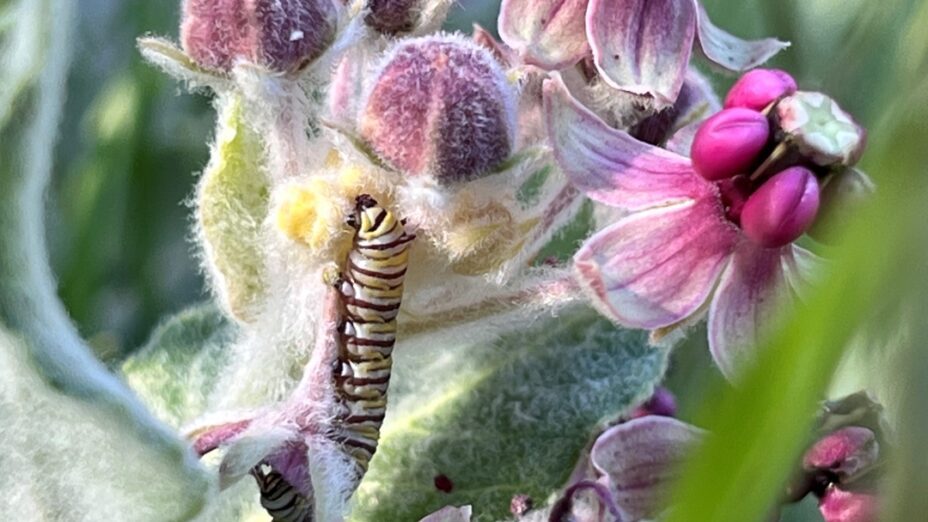 Monarch on a milkweed