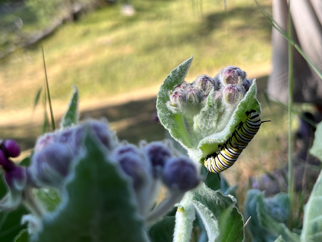 Monarch on a milkweed