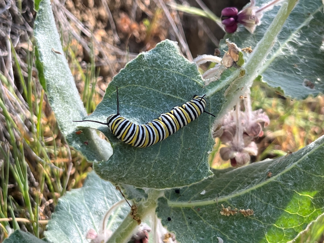 Monarch on a milkweed