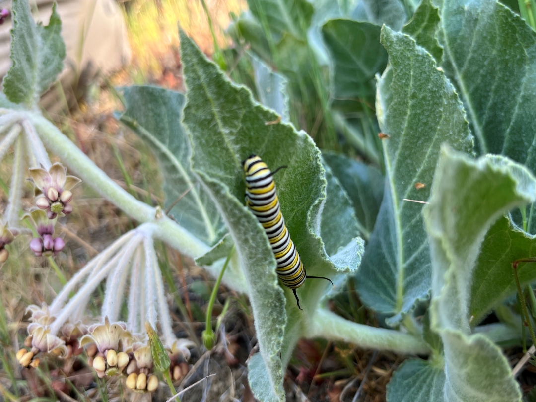 Monarch on a milkweed