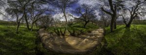 panoramic image of a creek surrounded by lush grass and oak trees
