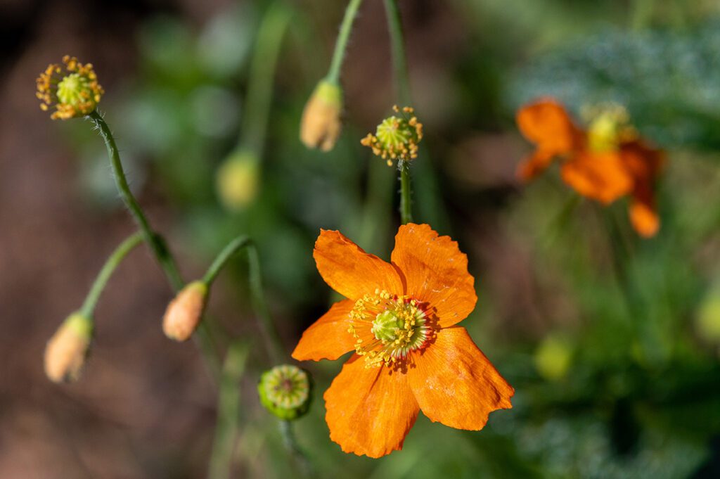 closeup of a bright orange fire poppy