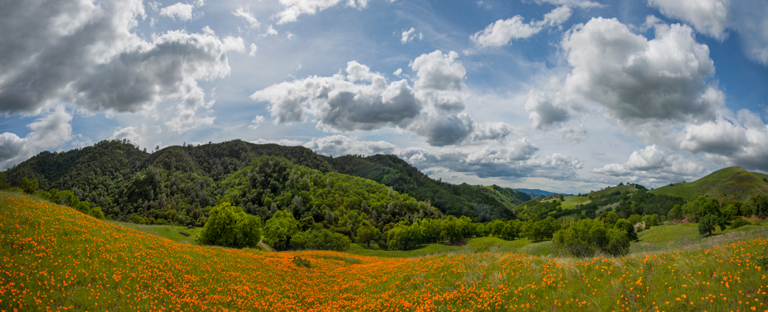 Nature Journaling: The Art of Observing Nature - Save Mount Diablo