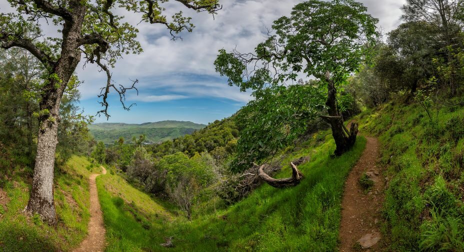 photo of a trail surrounded by oak trees and green grass