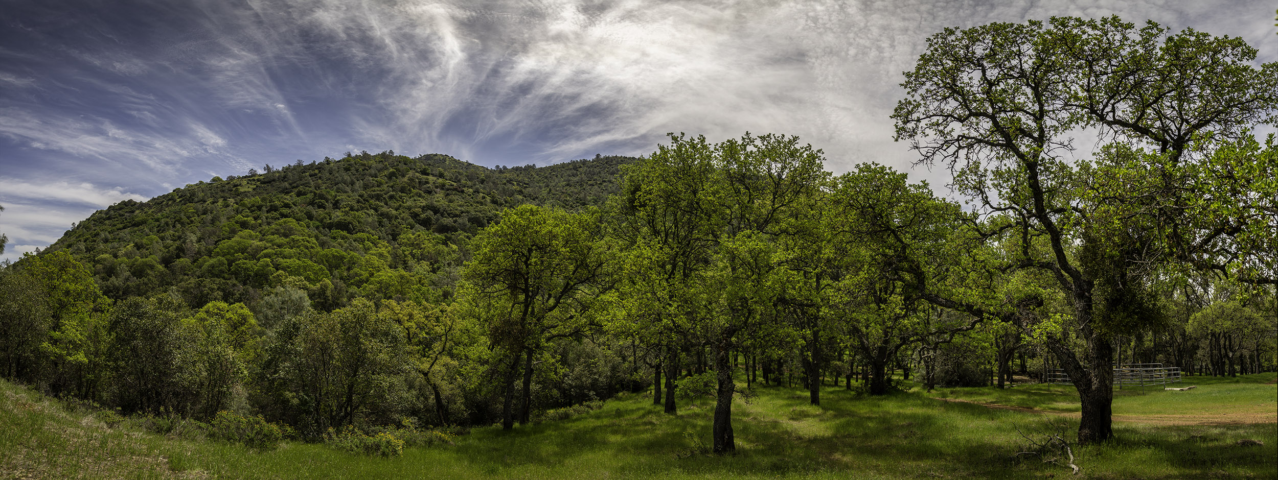 Beautiful Oak Woodland of the Concord Mount Diablo Trail Ride Association