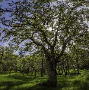 Oak Tree growing in protected land