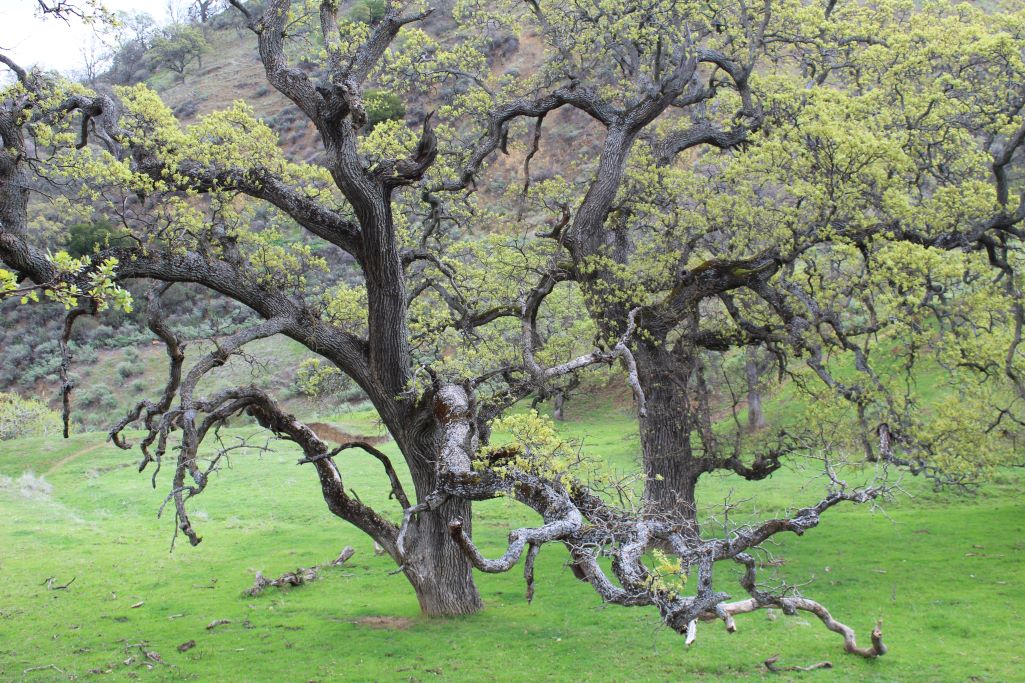 two oak trees and green grass