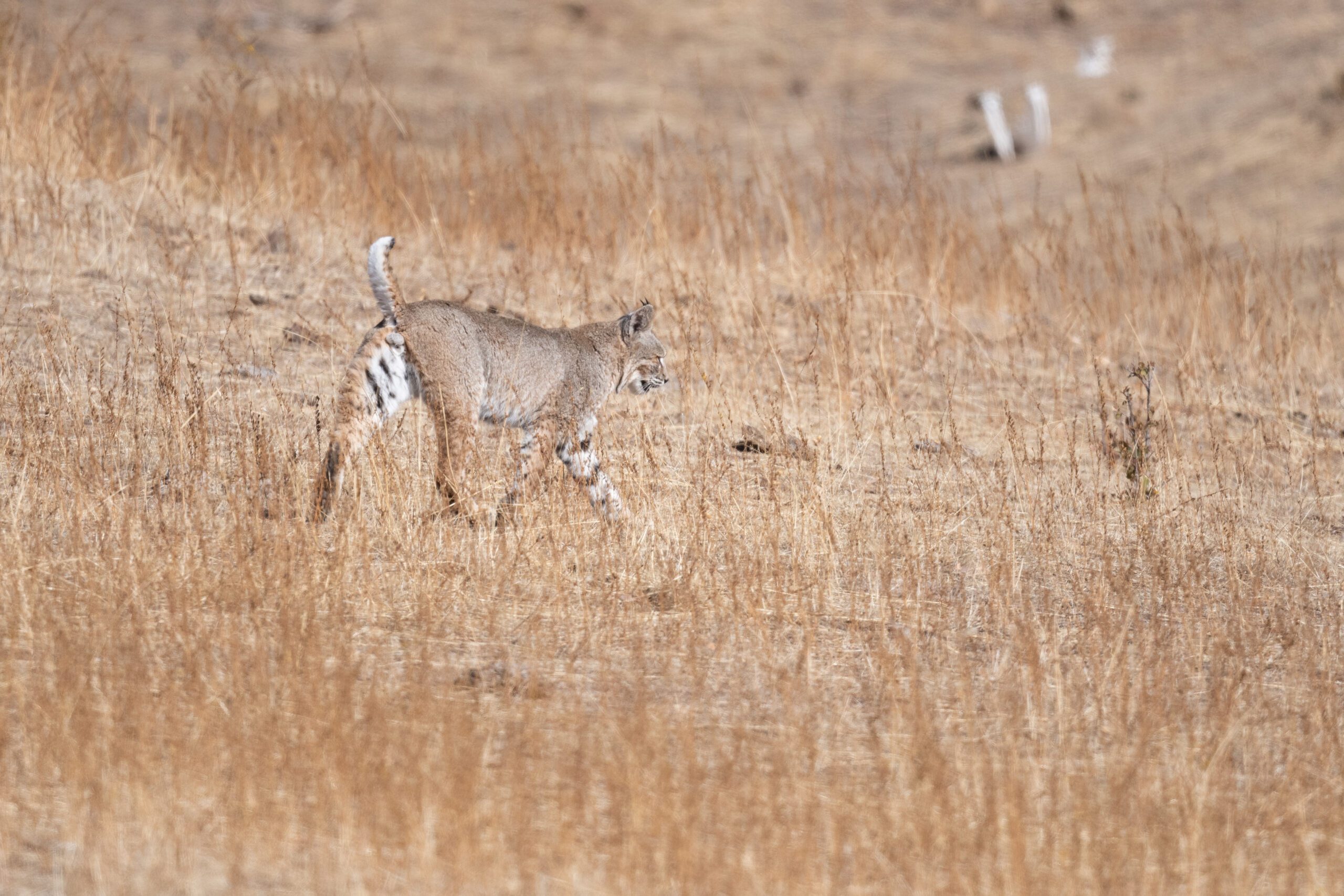 Bobcat in the diablo range