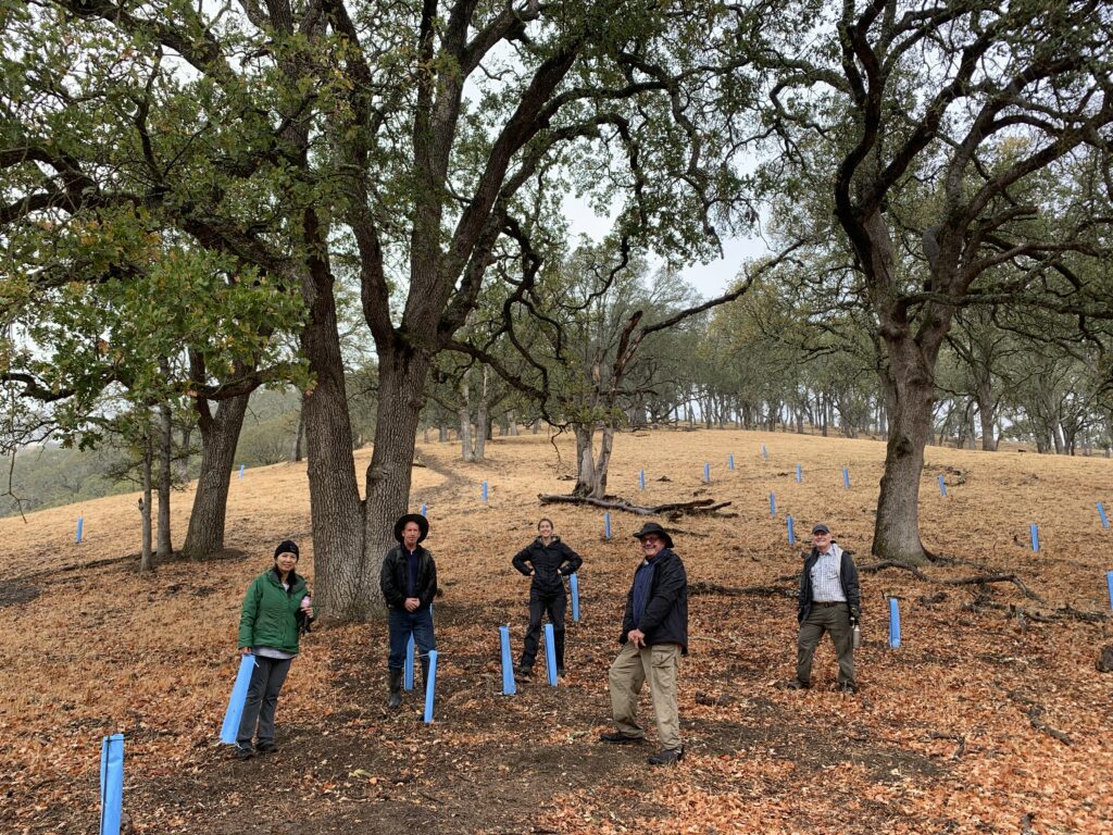 Volunteers protect tree seedlings, mostly young blue oaks, at Curry Canyon Ranch.
