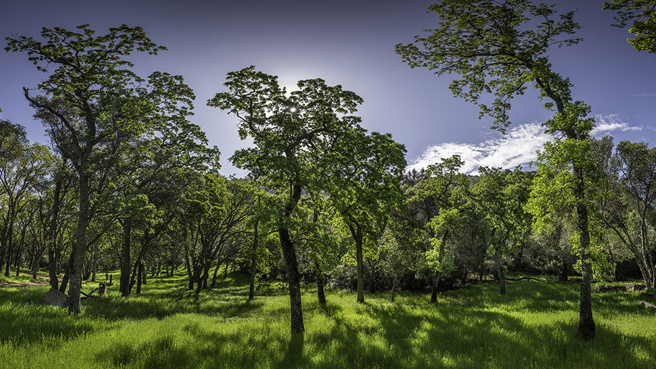 oaks at CMDTRA conservation easement protected by Save Mount Diablo