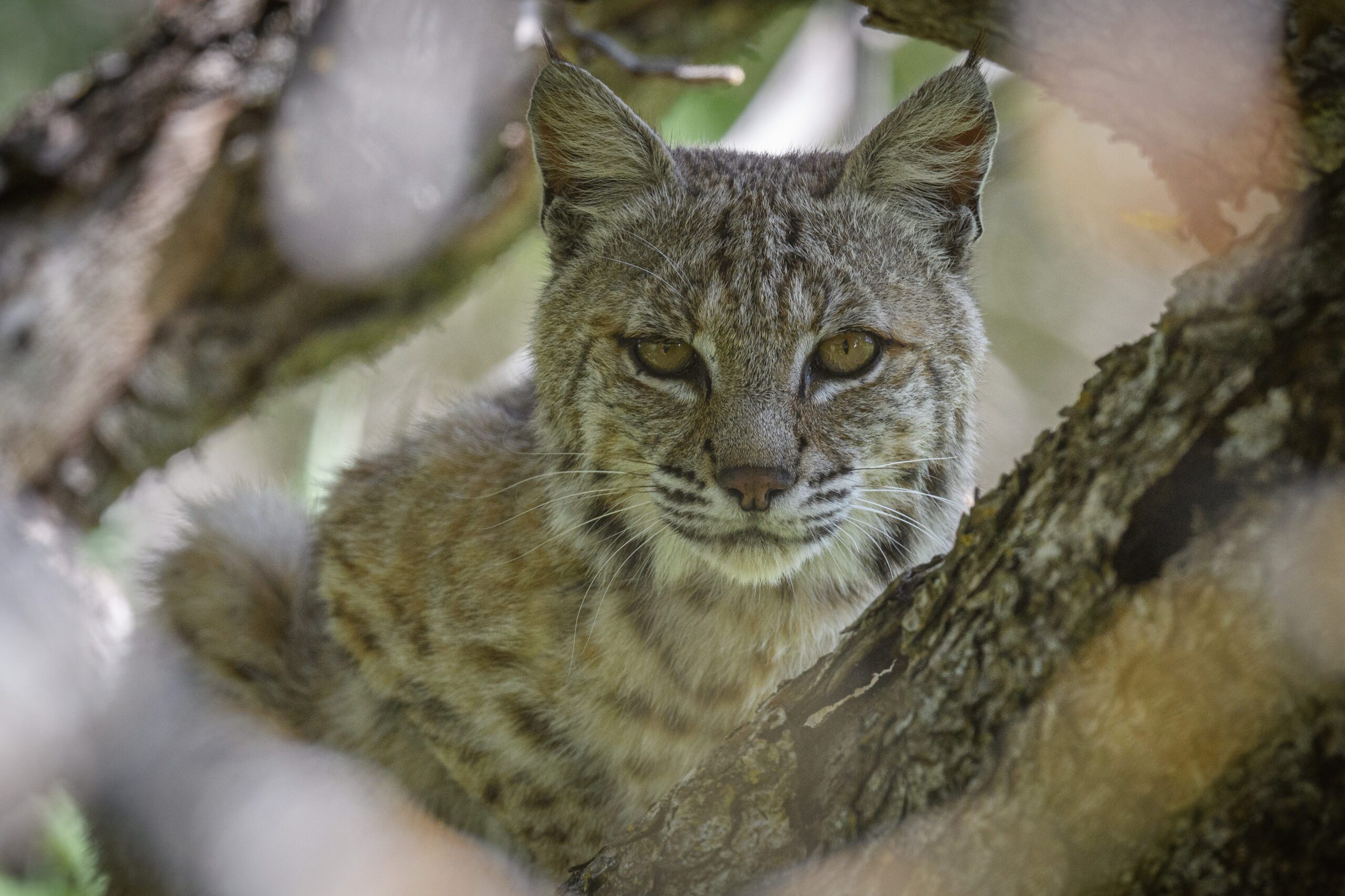 Bobcat