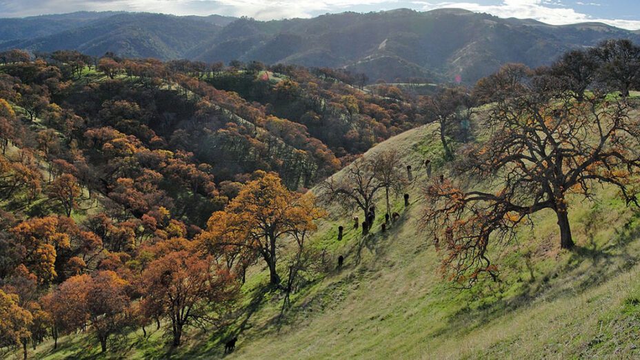 Del Valle Regional Park in winter