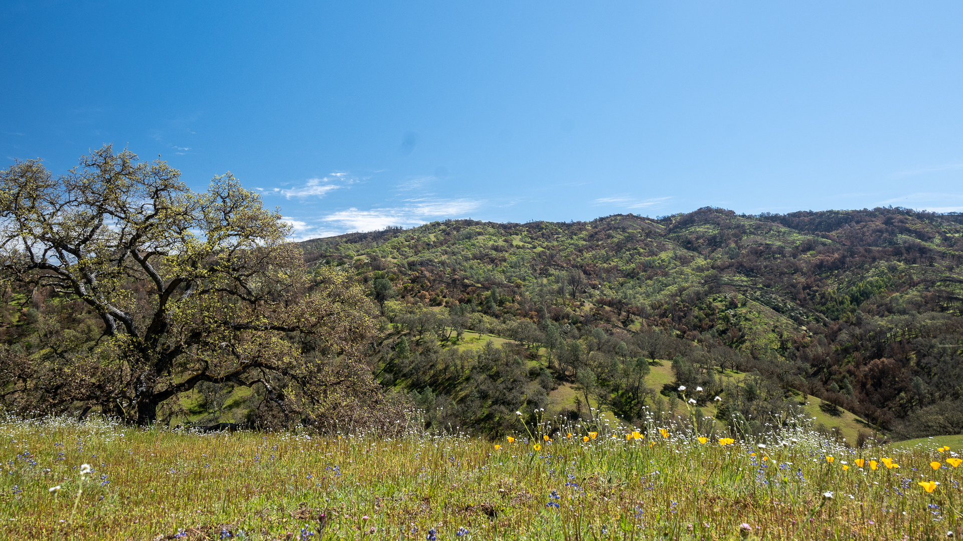 Henry Coe State Park