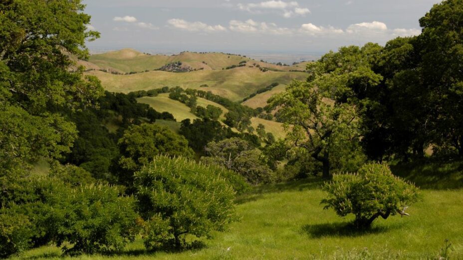 green and yellow hills with oak trees