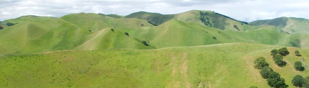 rolling green hills with oak trees