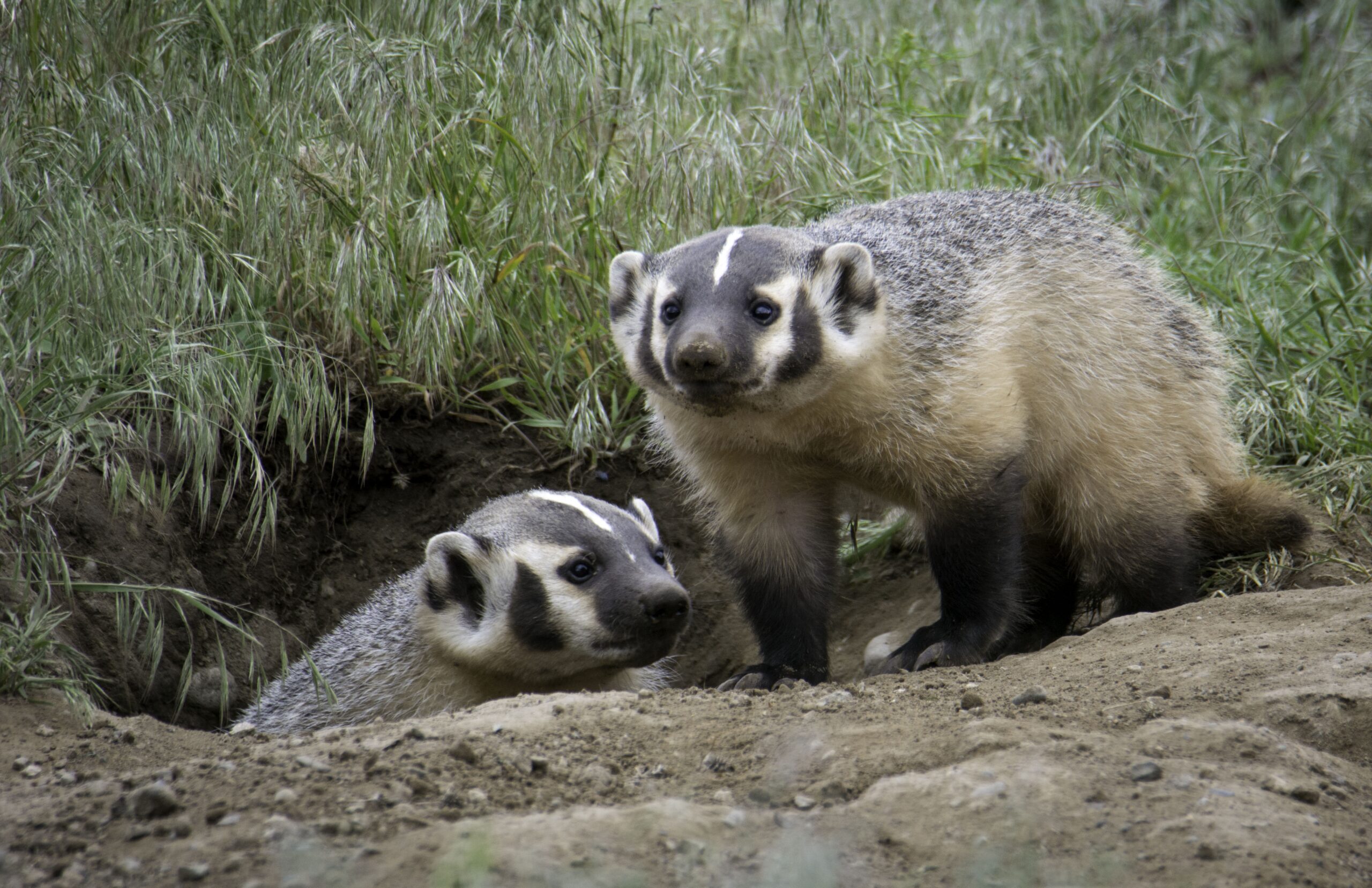 American Badgers