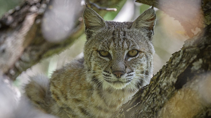 bobcat