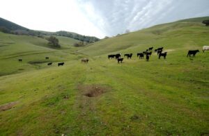 Cows at Mangini Ranch