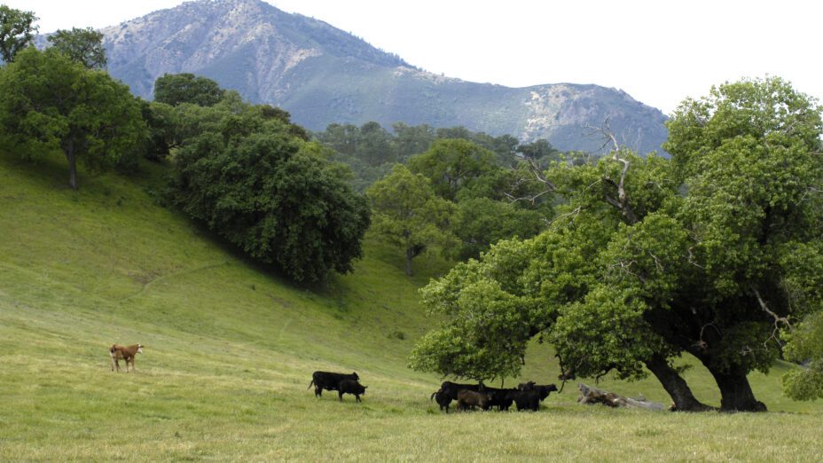 Cattle Grazing on Mount Diablo