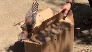 American kestrel being released into the wild