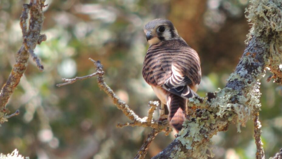 kestrel on a branch