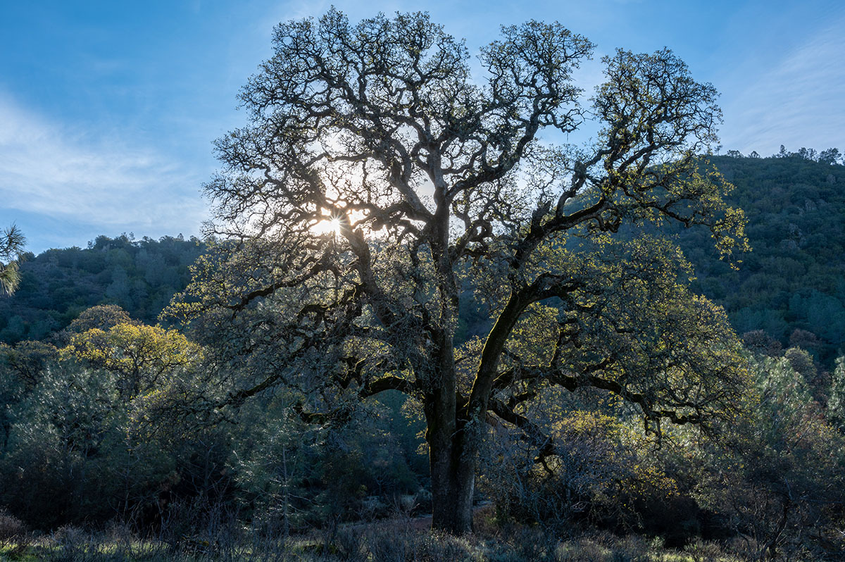Winter oak in Mitchell Canyon