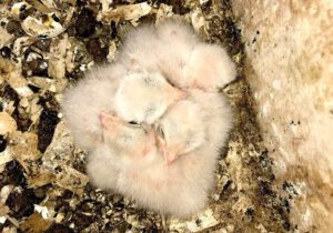 American kestrel eyas in Save Mount Diablo nest box