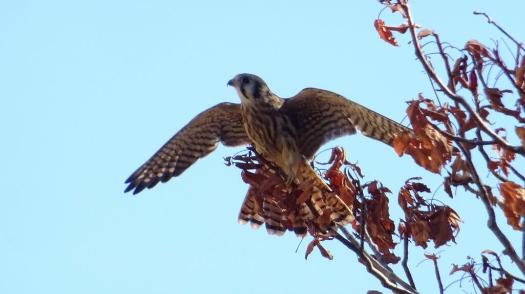 An American Kestrel on a branch stretching its wings. 